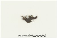 藏品(牧野蘚)的圖片